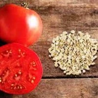 Посев томатов