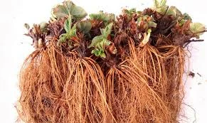 АГРОТЕХНИКА И ВЫРАЩИВАНИЕ ЗЕМЛЯНИКИ ФРИГО