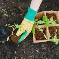 Уход за рассадой томатов и высадка на место