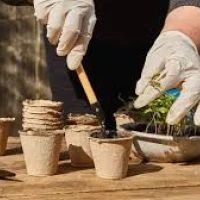 Пикировка сеянцев томатов