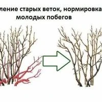 ОСЕННЯЯ ОБРЕЗКА СМОРОДИНЫ