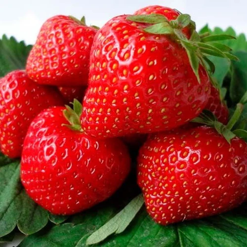 ПАМЯТКА ПО ПОСАДКЕ ЗЕМЛЯНИКИ И УХОД ЗА НЕЙ