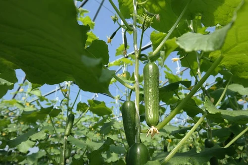 Технология выращивания рассады огурца