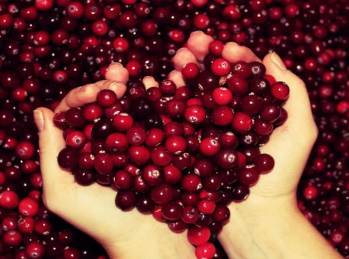 БРУСНИКА И КЛЮКВА