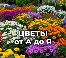ЦВЕТЫ от А до Я