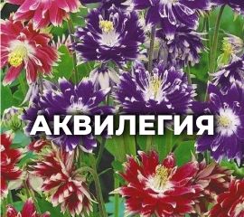 АКВИЛЕГИЯ