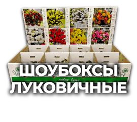 ШОУБОКСЫ ЛУКОВИЧНЫЕ