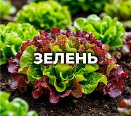ЗЕЛЕНЬ