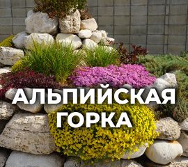 АЛЬПИЙСКАЯ ГОРКА