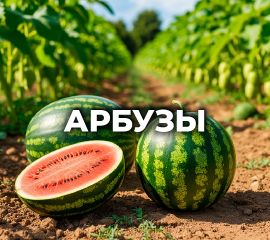 АРБУЗЫ