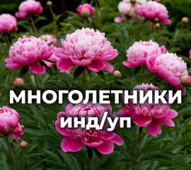 Многолетники 2 инд/уп