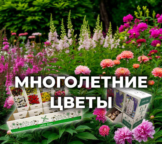 МНОГОЛЕТНИКИ БИГ-ПАК КОЛОР-ЛАЙН
