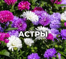 АСТРЫ