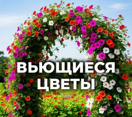 ВЬЮЩИЕСЯ ЦВЕТЫ