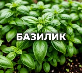 БАЗИЛИК