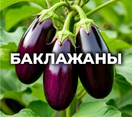 БАКЛАЖАНЫ
