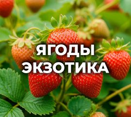 ЯГОДЫ, ЭКЗОТИКА, ГРИБЫ