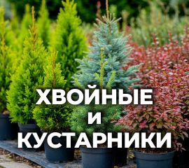 ХВОЙНЫЕ И КУСТАРНИКИ «Колор» (от Р9 до...)