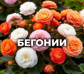 БЕГОНИИ