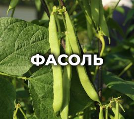 ФАСОЛЬ