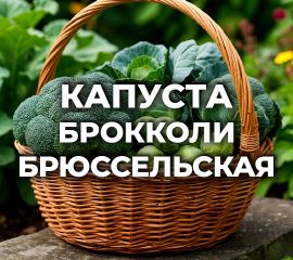 КАПУСТА БРОККОЛИ, БРЮССЕЛЬСКАЯ