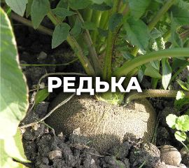 РЕДЬКА