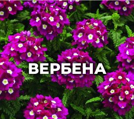 ВЕРБЕНА