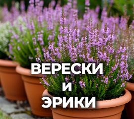 ВЕРЕСКИ и ЭРИКИ