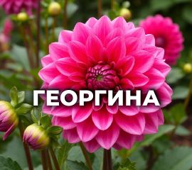 ГЕОРГИНА
