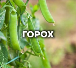 ГОРОХ