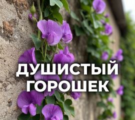 ДУШИСТЫЙ ГОРОШЕК