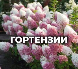 ГОРТЕНЗИИ ОКС И В ГОРШКАХ (метельчатые и древовидные)