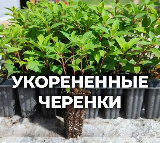 ЧЕРЕНКИ КУСТАРНИКОВ "ЦЕНТР РАЗМНОЖЕНИЯ РАСТЕНИЙ"
