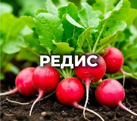 РЕДИС
