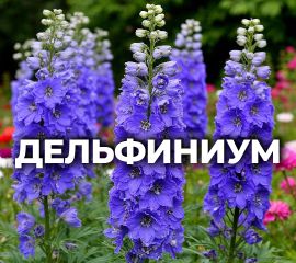 ДЕЛЬФИНИУМ