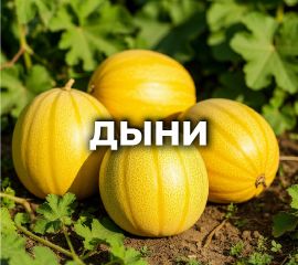 ДЫНЯ