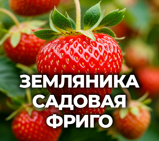 ЗЕМЛЯНИКА САДОВАЯ ФРИГО