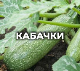 КАБАЧКИ