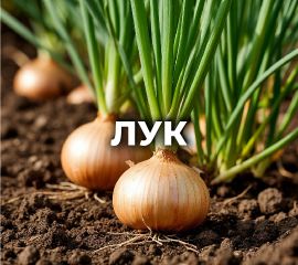 ЛУК