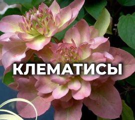 КЛЕМАТИСЫ ОКС ( 1 год) и Р9