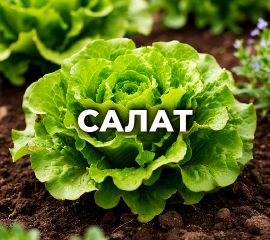 САЛАТ