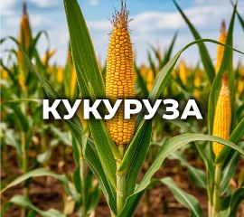 КУКУРУЗА