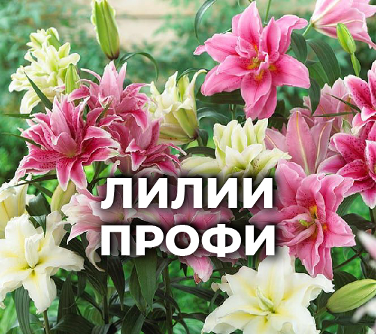 ЛИЛИИ ПРОФИ