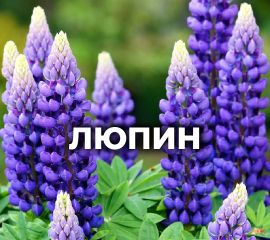 ЛЮПИН