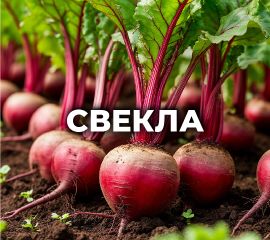 СВЕКЛА