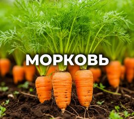 МОРКОВЬ