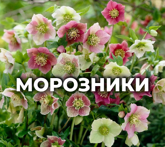 МОРОЗНИКИ в кассетах
