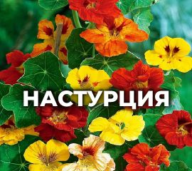 НАСТУРЦИЯ