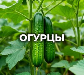 ОГУРЦЫ