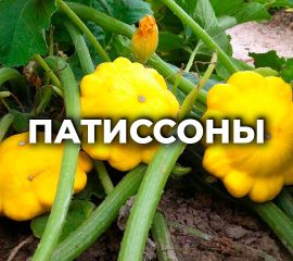 ПАТИССОНЫ
